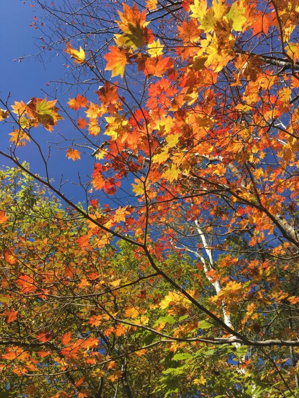 治部坂高原紅葉真っ盛り